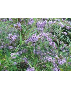 Buddleja alternifolia C3