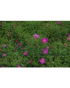 Aster (D) 'Peter Harrison' P9 / 24 per kist