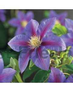 Clematis 'Barbara Jackman' 150-175 cm C7.5