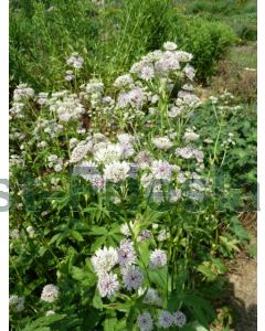 Astrantia maj. 'Shaggy' C2