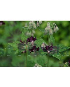 Geranium phaeum 'Samobor' P9 / 24 per kist