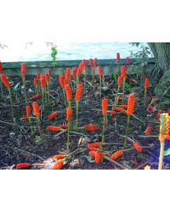 Arum italicum P9 / 24 per kist