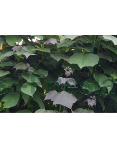 Catalpa erubescens 'Purpurea' 100-125 cm C12