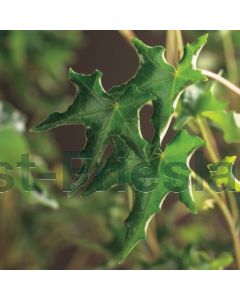Hedera hel. 'Ivalace' 75 cm C2