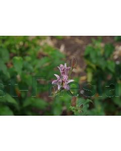 Tricyrtis formosana P9 / 24 per kist