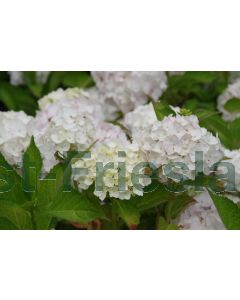Hydrangea m. 'Mme E. Mouillère' C3