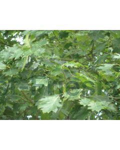 Quercus rubra 60-80 cm kw