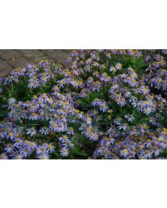 Kalimeris incisa 'Nana Blue' C1.5