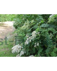 Sorbaria sorbifolia C3