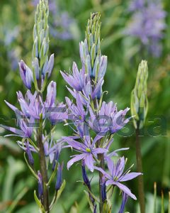 Camassia leichtlinii Caerulea 14/+ per 100