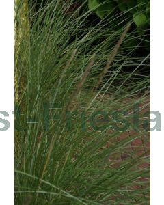 Ammophila arenaria P9 / 24 per kist