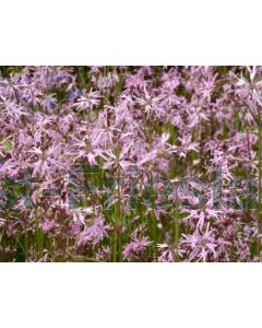 Lychnis flos-cuculi C2