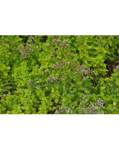 Origanum vulg. 'Aureum' P9 / 24 per kist