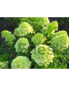 Hydrangea pan. 'Limelight'® C7.5 100 cm stam