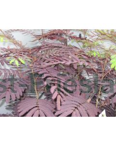 Albizia jul.'Summer Chocolate' 80-100 cm C20