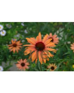 Echinacea purp. 'Hot Summer' C1.5