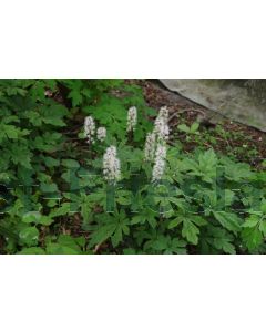 Tiarella cord. 'Spring Symphony' P9 / 24 per kist