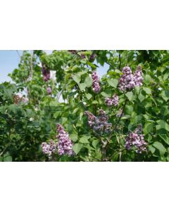 Syringa v. 'Michel Buchner' C5 100 cm stam