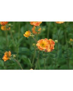 Geum 'Totally Tangerine' P9 / 24 per kist