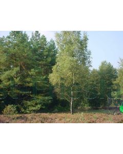 Betula pendula 100-125 cm kw