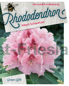 Rhododendron 'Albert Schweitzer' 80-100 cm C 80