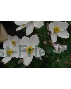 Anemone hyb. 'Wild Swan' P9 / 24 per kist