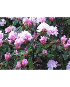 Rhododendron 'Christmas Cheer' 30-40 cm C5
