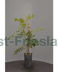 Wisteria flor. 'Rosea' 75 cm C2