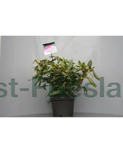 Rhododendron 'Marcel Menard' 40-50 cm C10