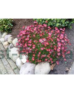 Saxifraga (A) 'Peter Pan' P11