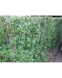 Ligustrum vulgare 60-80 cm kw 2-3 tak