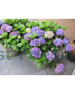 Hydrangea macr. 'Early Blue' 60-80 cm C20