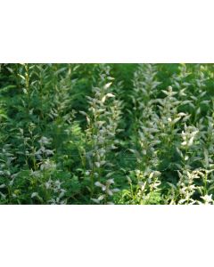 Aruncus aethusifolius P9 / 24 per kist