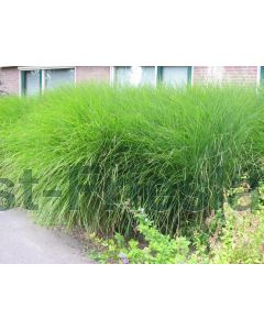 Miscanthus sin. 'Gracillimus' 150-175 cm C20