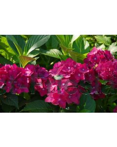 Hydrangea m.'Sibilla' 60-80 cm C20