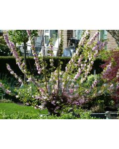 Prunus triloba 150-175 cm C20