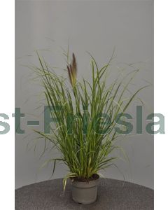 Pennisetum a. 'Black Beauty' C3