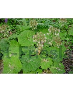 Petasites albus P9 / 24 per kist