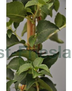 Hydrangea anomala 'Petiolaris' 125-150 cm C5