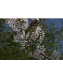 Prunus yedoensis 16/18 drkl leischerm 200 cm stam