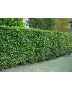 Fagus sylvatica 225-250 cm kw beveerd