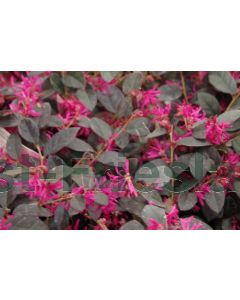 Loropetalum ch. 'Fire Dance' C20 Ø 50/60 cm bolvorm