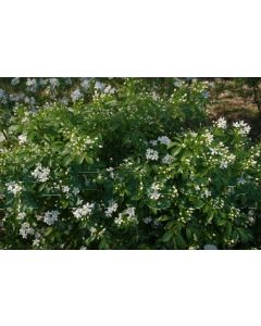 Choisya ternata 60-80 cm C18