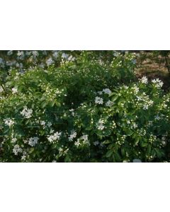 Choisya ternata 60-80 cm C20