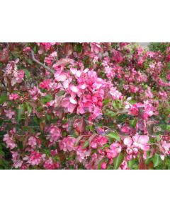 Malus 'Rudolph' 200-250 cm C20
