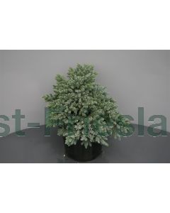 Juniperus squamata 'Blue Star' 20-25 cm C3