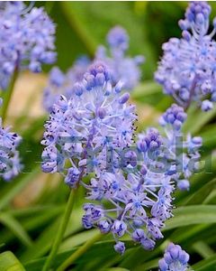 Scilla litardierei 6/+ per 100