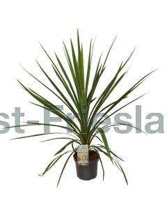 Cordyline aus. 'Peko' C2
