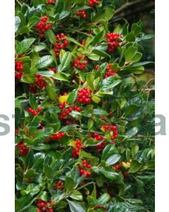 Ilex aq. 'J.C. van Tol' 80-100 cm C10