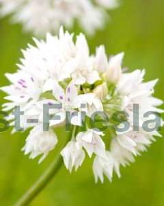Allium 'Graceful Beauty' 6/+ per 100